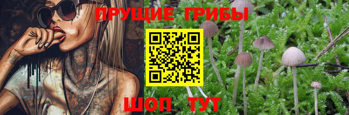 Галлюциногенные грибы Psilocybine cubensis Шебекино