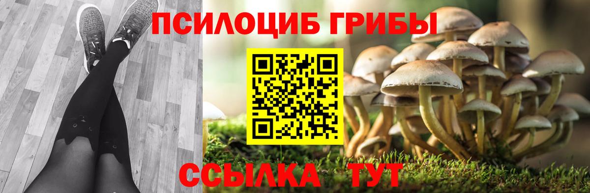 Галлюциногенные грибы Psilocybine cubensis Шебекино
